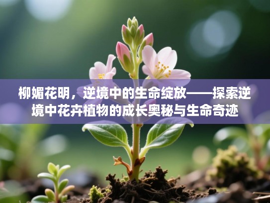 柳媚花明，逆境中的生命绽放——探索逆境中花卉植物的成长奥秘与生命奇迹